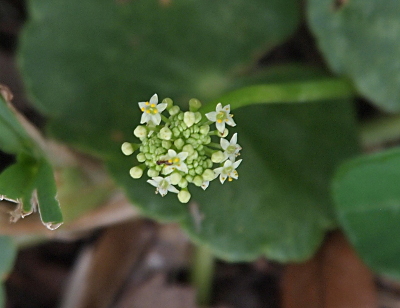 [This flower is cluster of tiny five-petal white flowers with yellow stamen.]